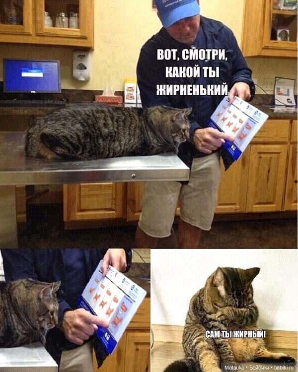 Диета для кота, с целью найти его талию | Бэйбики Диета для кота, с целью найти его талию (фото 9)