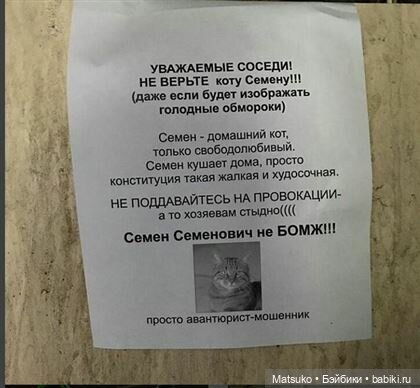 Диета для кота, с целью найти его талию | Бэйбики Диета для кота, с целью найти его талию