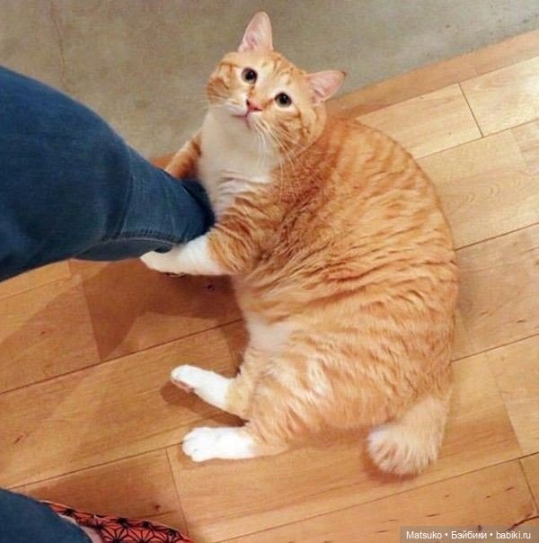 Диета для кота, с целью найти его талию | Бэйбики Диета для кота, с целью найти его талию (фото 3)