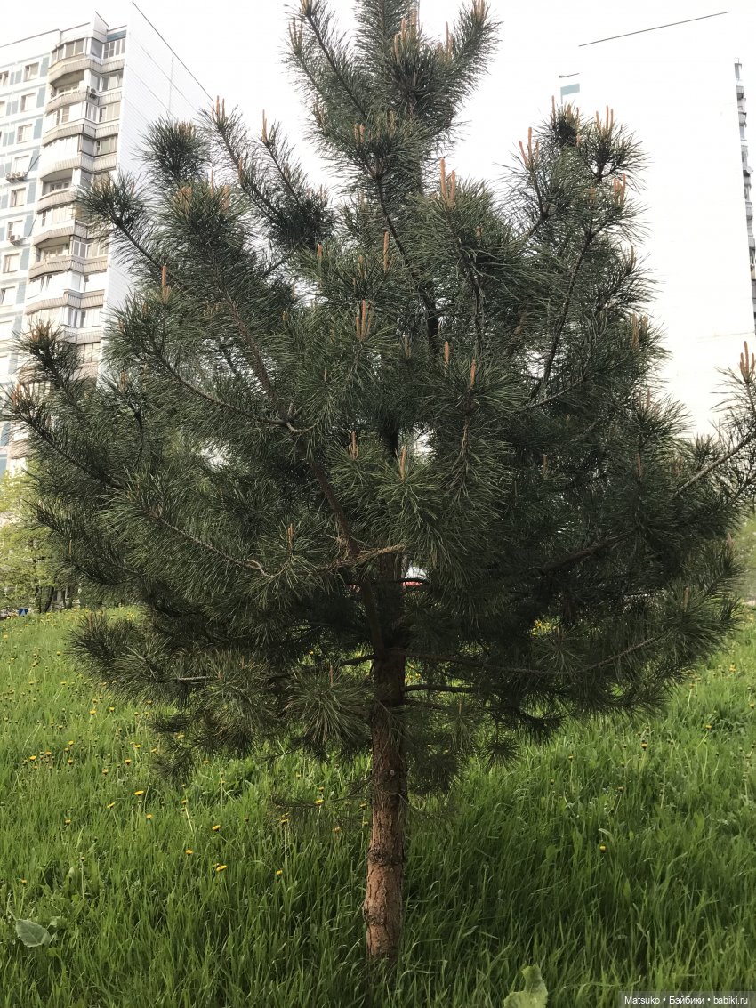 Небольшая прогулка — Российские куклы Весна