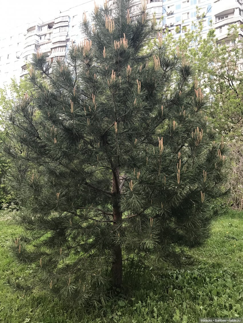 Небольшая прогулка — Российские куклы Весна