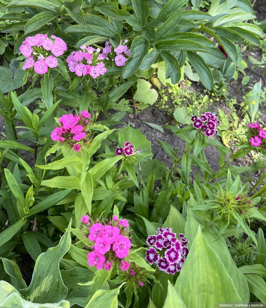 Приключения Варвары 🌸 — Куклы с Алиэкспресс (Aliexpress): Китайские шарнирные