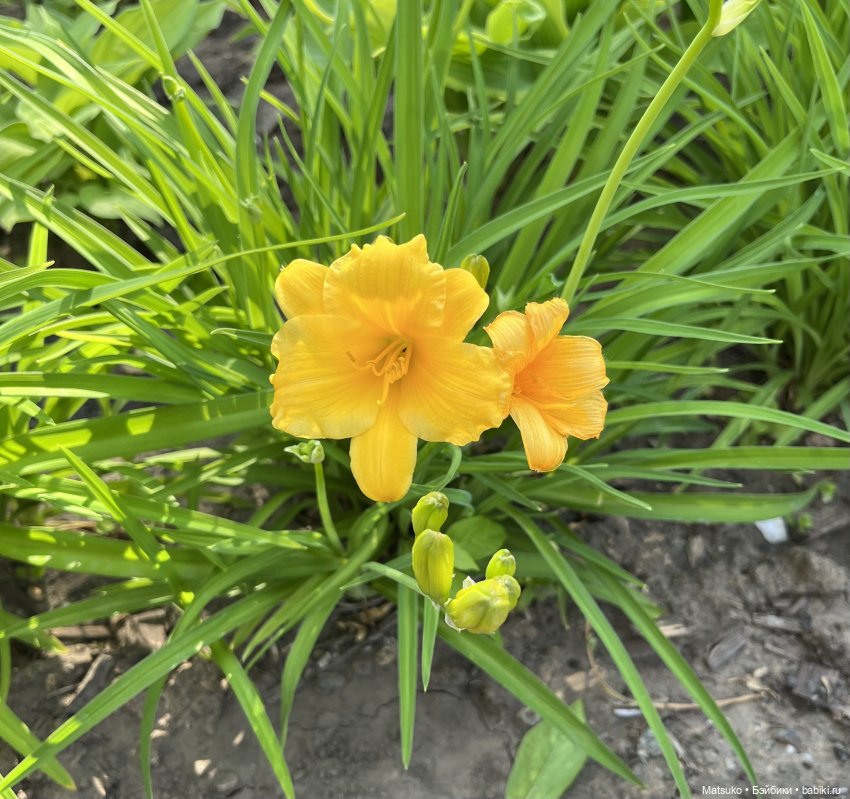 Приключения Варвары 🌸 — Куклы с Алиэкспресс (Aliexpress): Китайские шарнирные