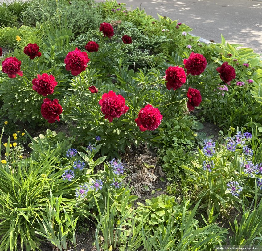 Приключения Варвары 🌸 — Куклы с Алиэкспресс (Aliexpress): Китайские шарнирные (фото 10)