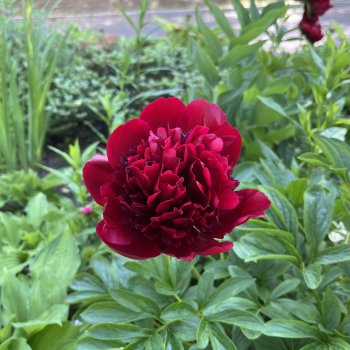 Приключения Варвары 🌸