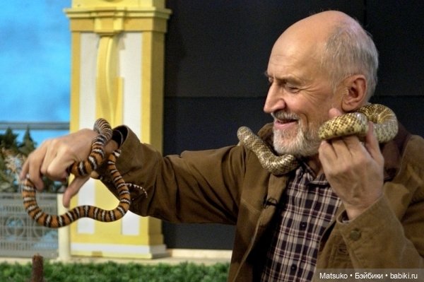 Новогодняя телепрограмма. В мире животных 🐍 (фото 2)