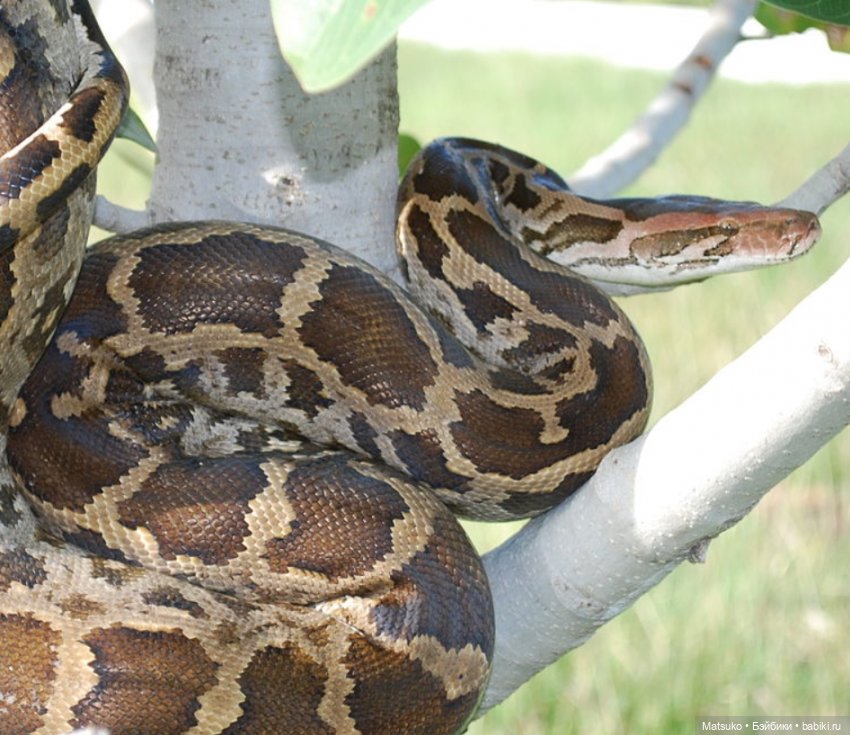 Новогодняя телепрограмма. В мире животных 🐍
