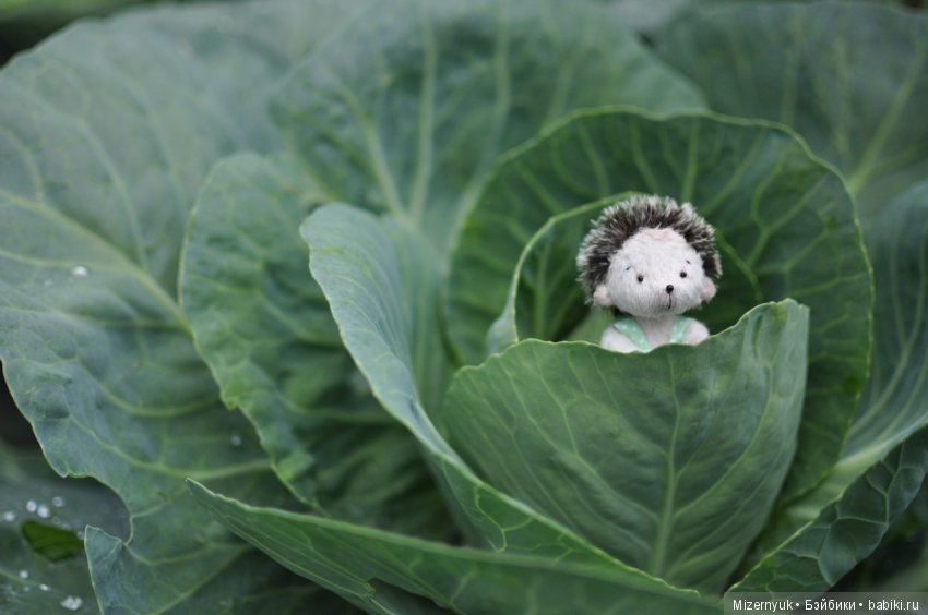 На деревню к Бабушке, продолжение (фото 4)