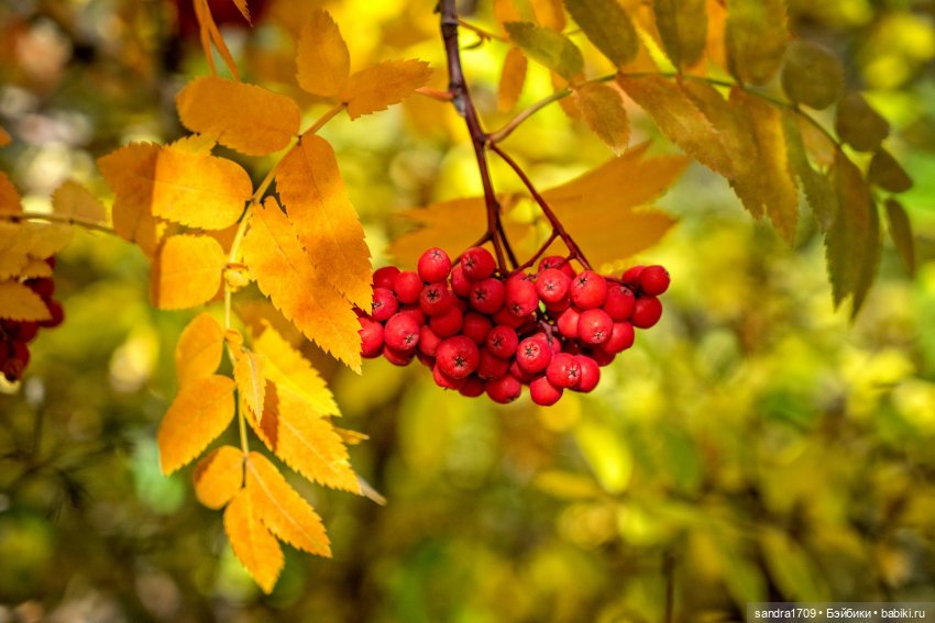 Я вязала осень — Одежда и обувь для кукол своими руками: фото (фото 10)