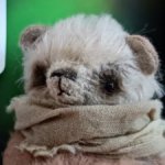 Медвежонок-малютка