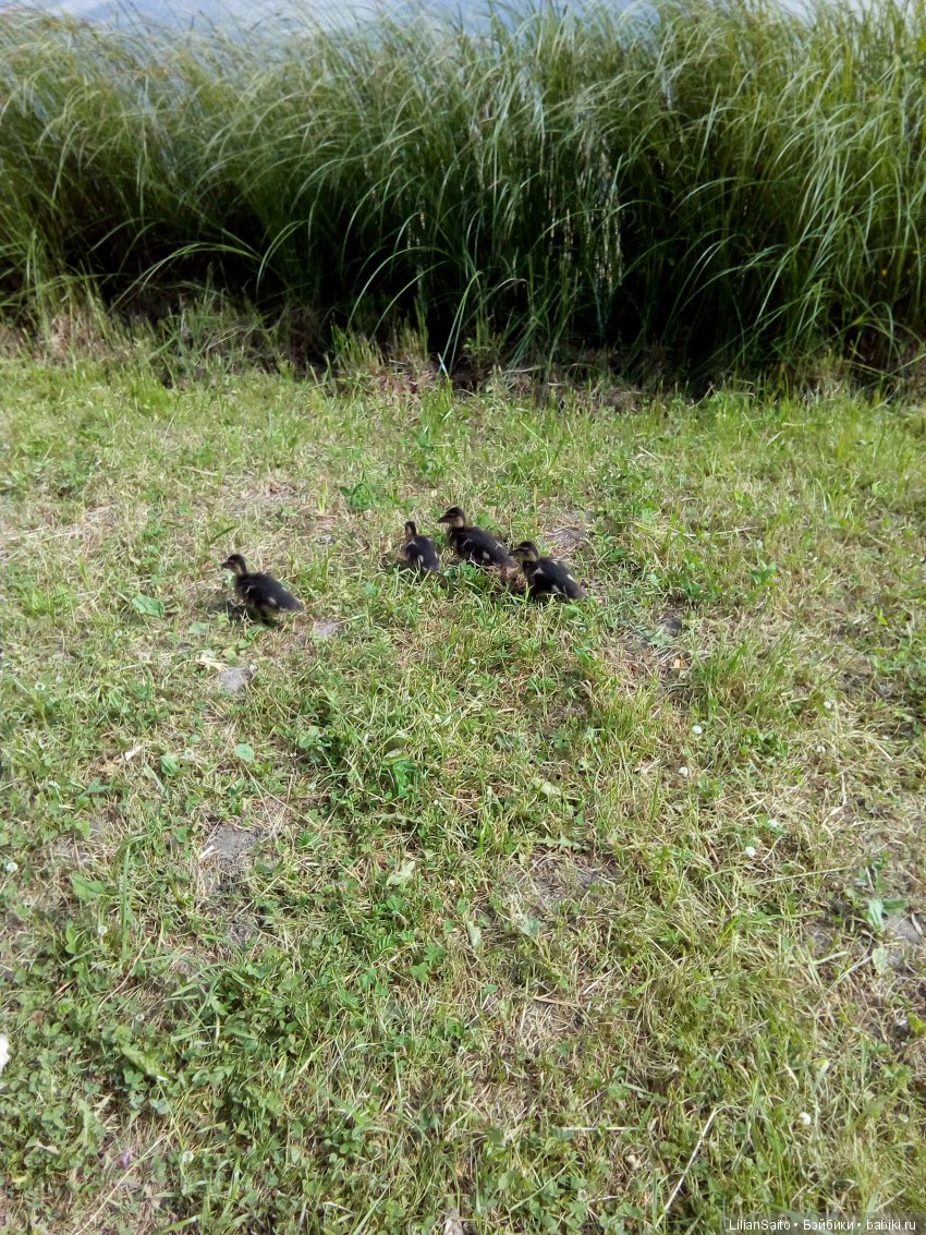 Отечество нам Царское Село (фото 3)