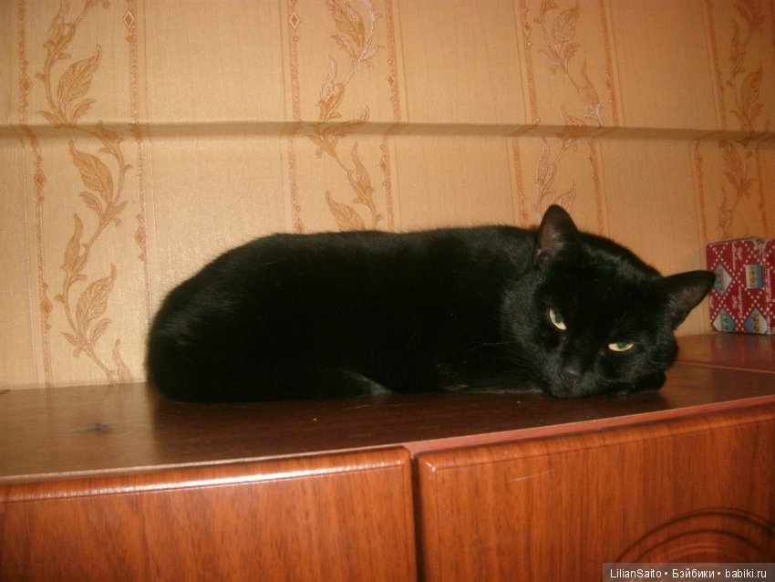 Сказка для черепашек — Болталка и разговоры обо всем: жизнь