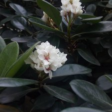 Весна в Ботаническом саду