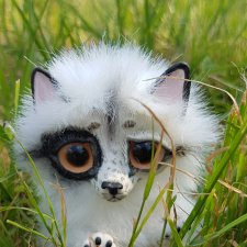 Пушистый приз для Вице Мисс