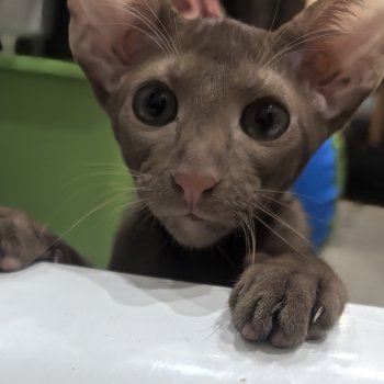 Спорная ситуация , прошу ваше мнение .