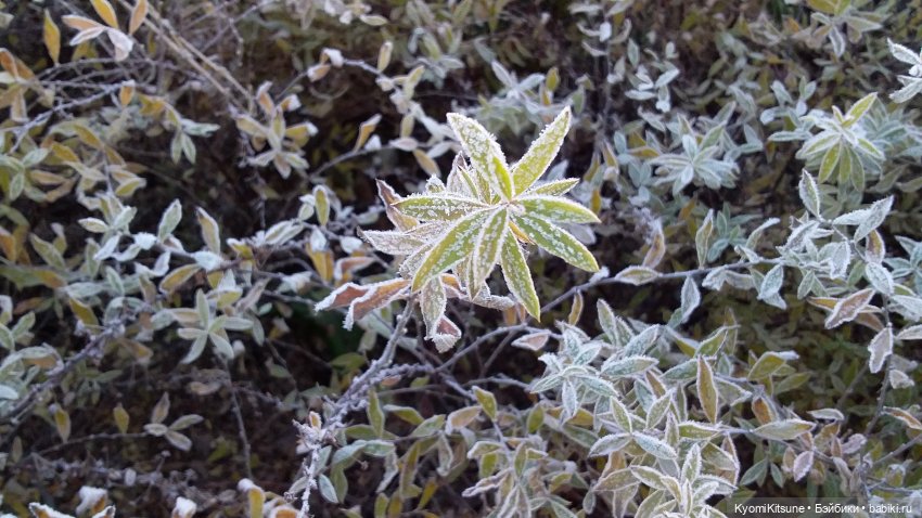 Утро новобракованных. "Блестяшка, сэр!" #3