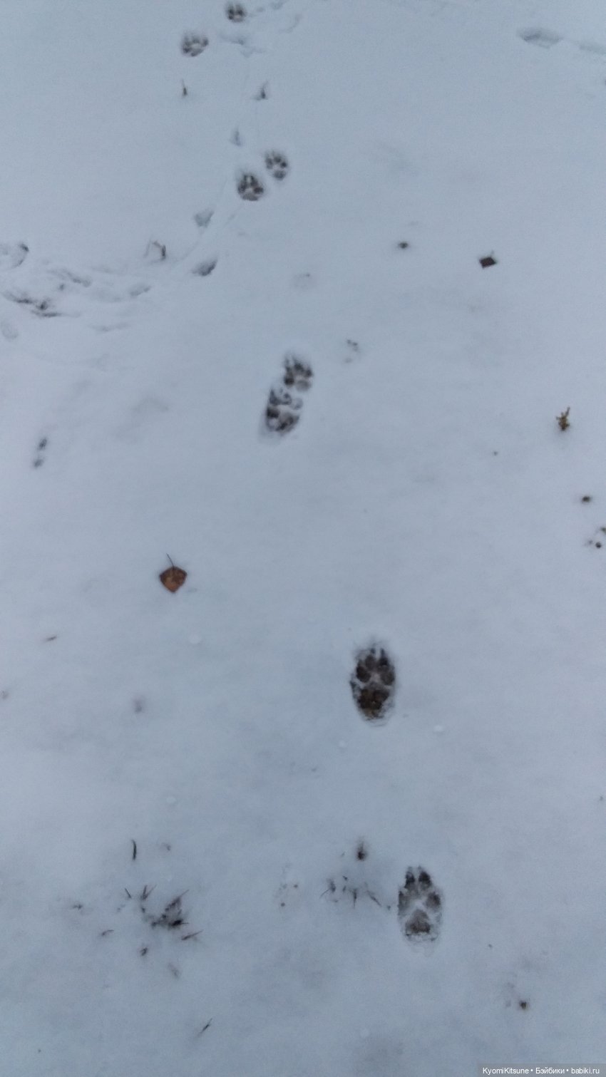 Посланница. (SYITF #14) — Кукольные фотоистории и сериалы: комиксы