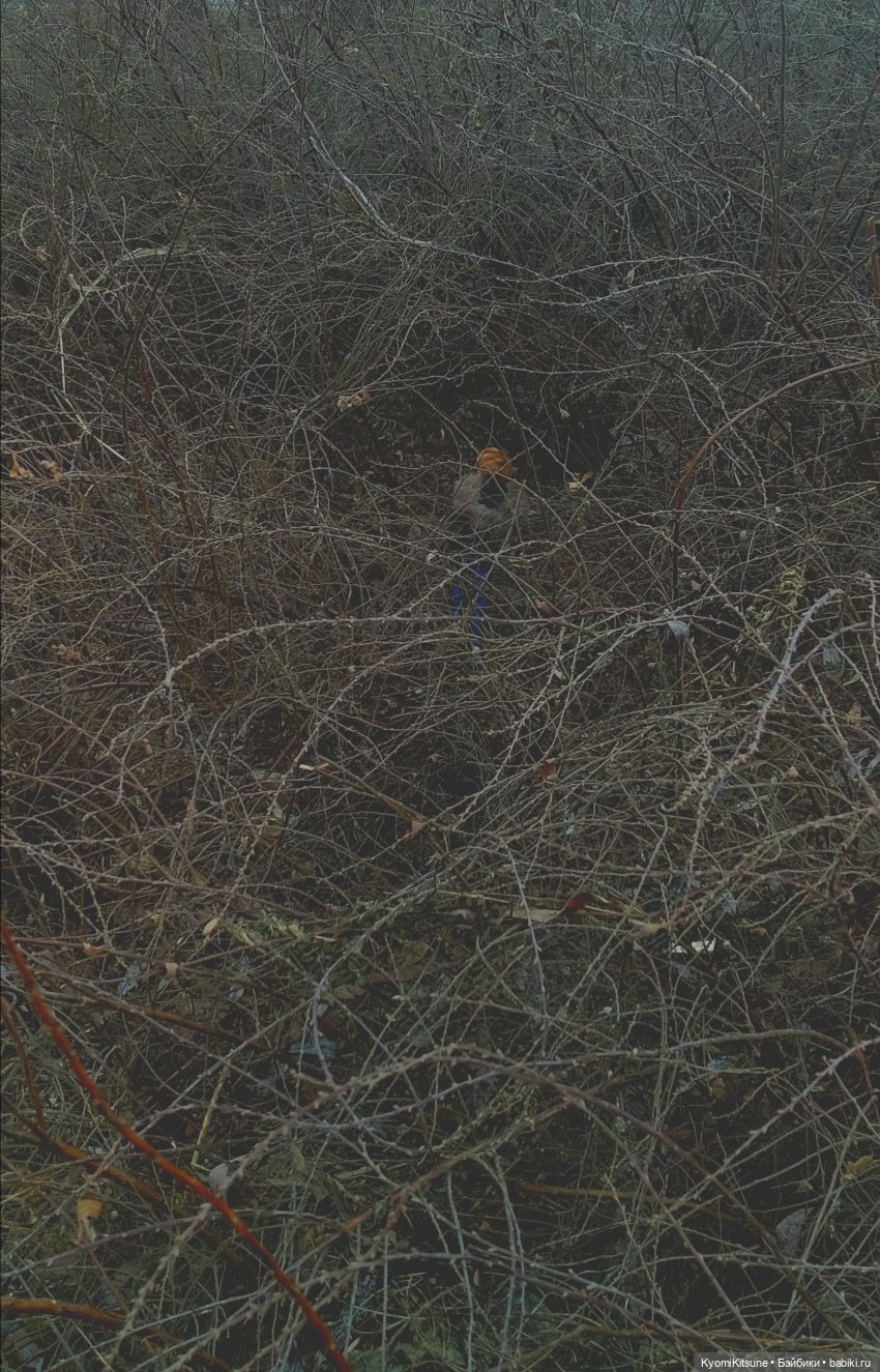 Восточный ветер | Бэйбики Восточный ветер — Куклы и тела Obitsu (Обитсу): 1/6 (фото 10)