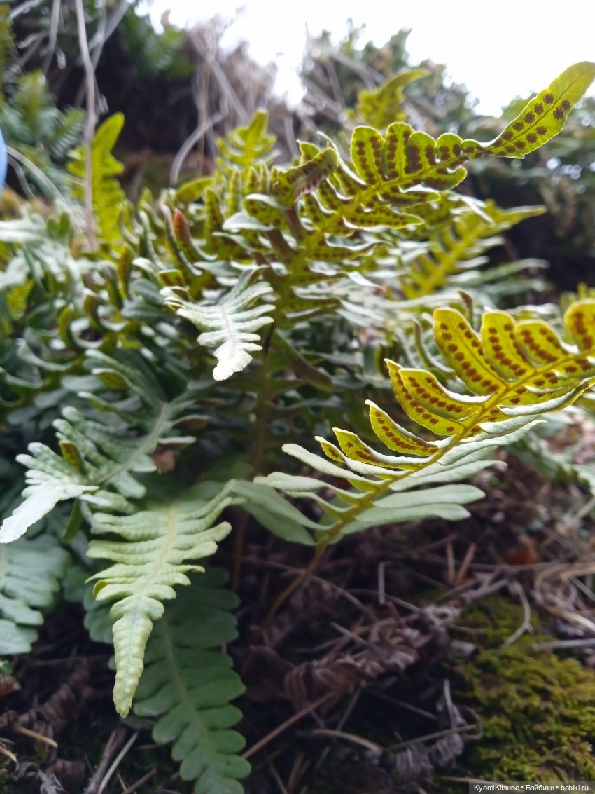 Spock to Enterprise — Коллекционные экшн