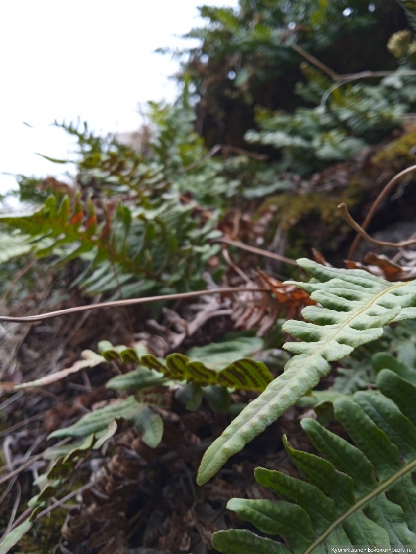 Spock to Enterprise — Коллекционные экшн