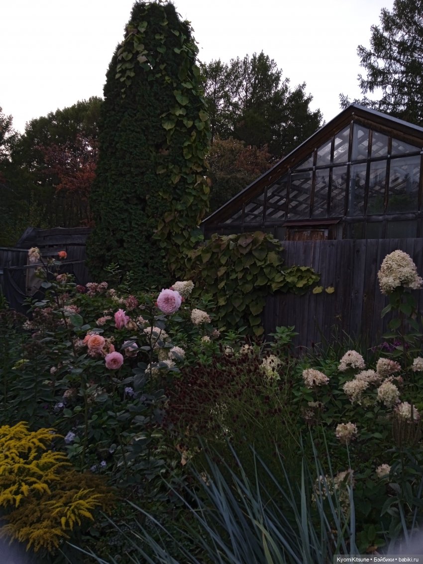 Осеннее (Киëми, Энакин, Юэн, Франческа) (фото 10)