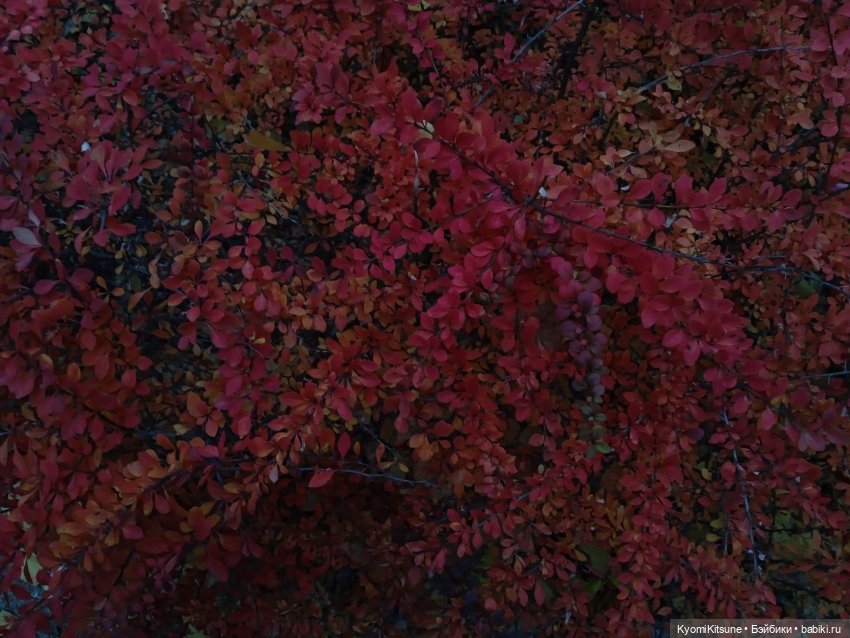 Осеннее (Киëми, Энакин, Юэн, Франческа)