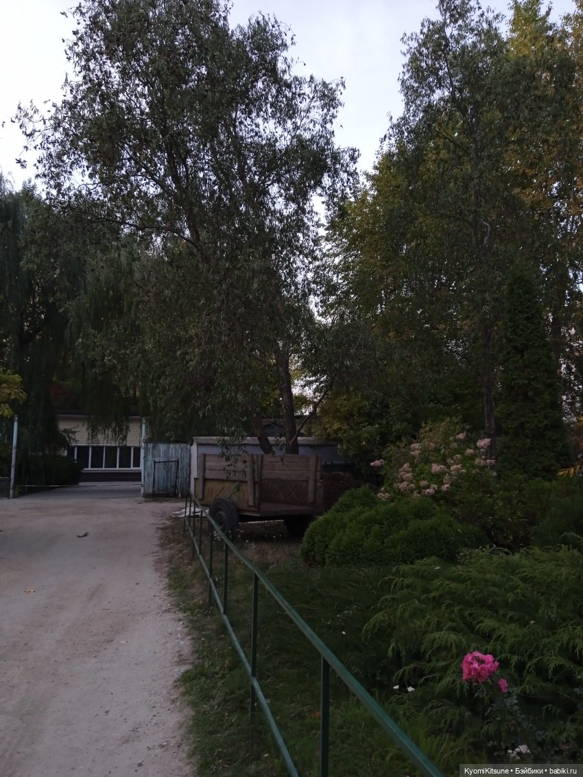 Осеннее (Киëми, Энакин, Юэн, Франческа) (фото 5)