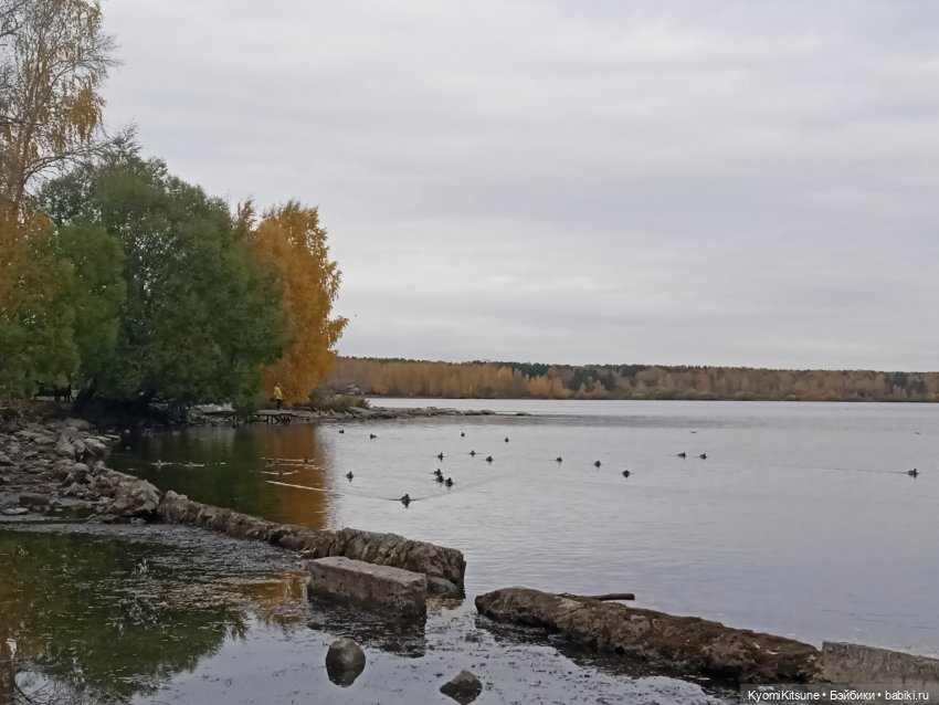 Осеннее (Киëми, Энакин, Юэн, Франческа) (фото 4)