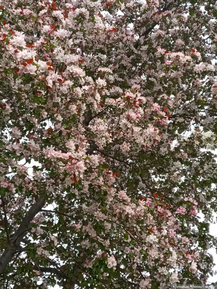 Для тебя во всем цвету — Гибриды шарнирных кукол (не БЖД): подбор тела