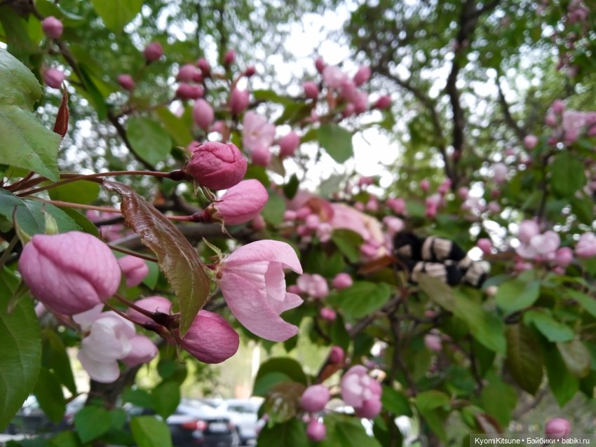 Для тебя во всем цвету — Гибриды шарнирных кукол (не БЖД): подбор тела