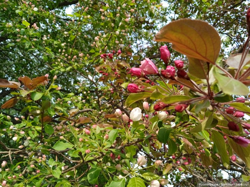 Для тебя во всем цвету — Гибриды шарнирных кукол (не БЖД): подбор тела (фото 8)