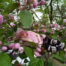 Для тебя во всем цвету