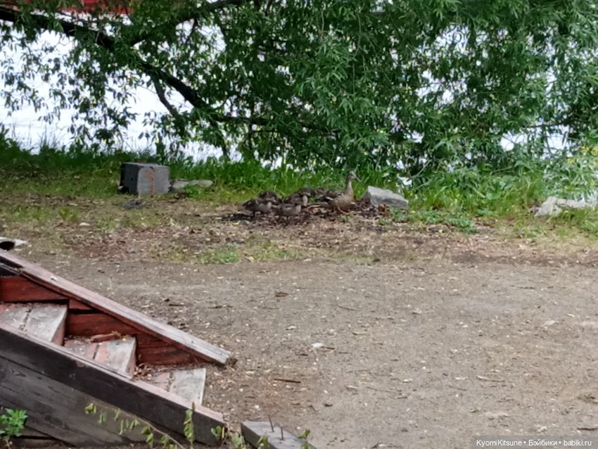 С днем рожденья кота — Кукольные фотоистории и сериалы: комиксы (фото 5)