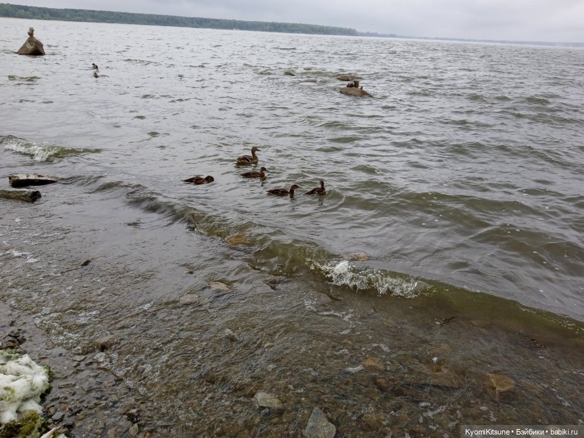 С днем рожденья кота — Кукольные фотоистории и сериалы: комиксы (фото 7)