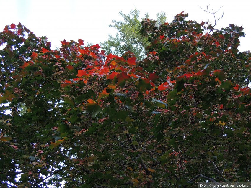 Night apple is... poison apple (фото 7)