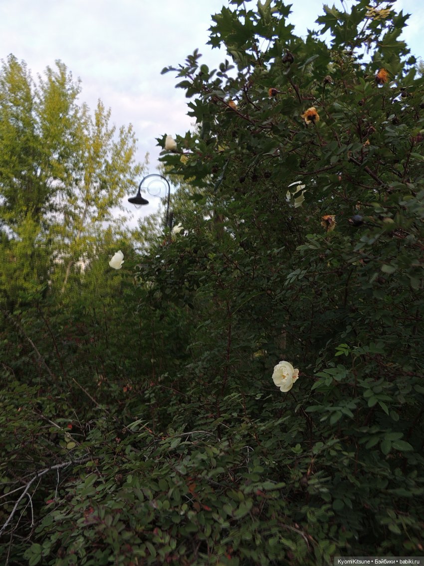 Night apple is... poison apple