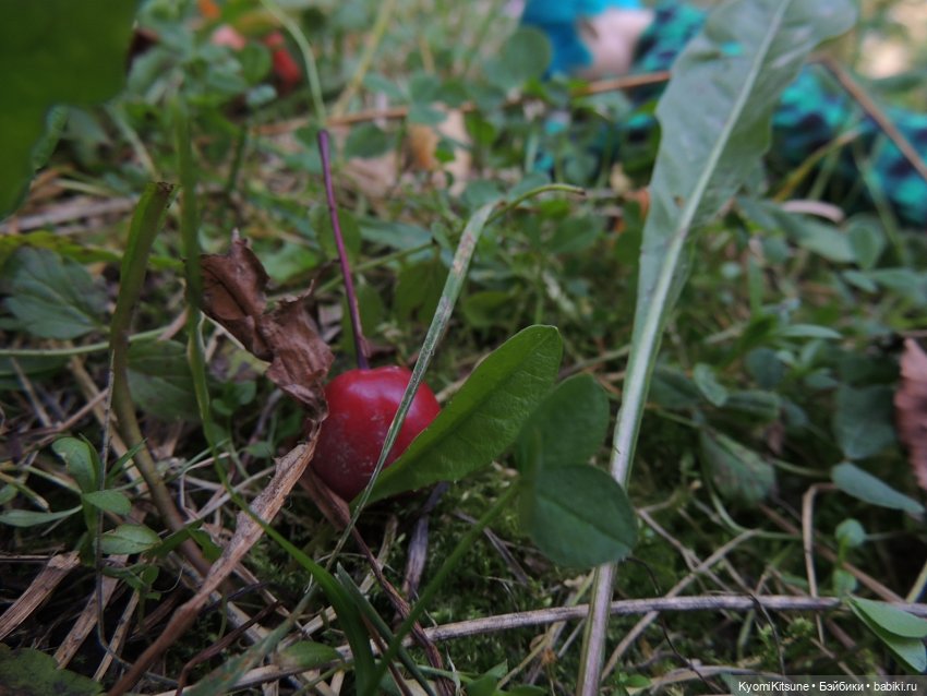 Night apple is... poison apple (фото 9)