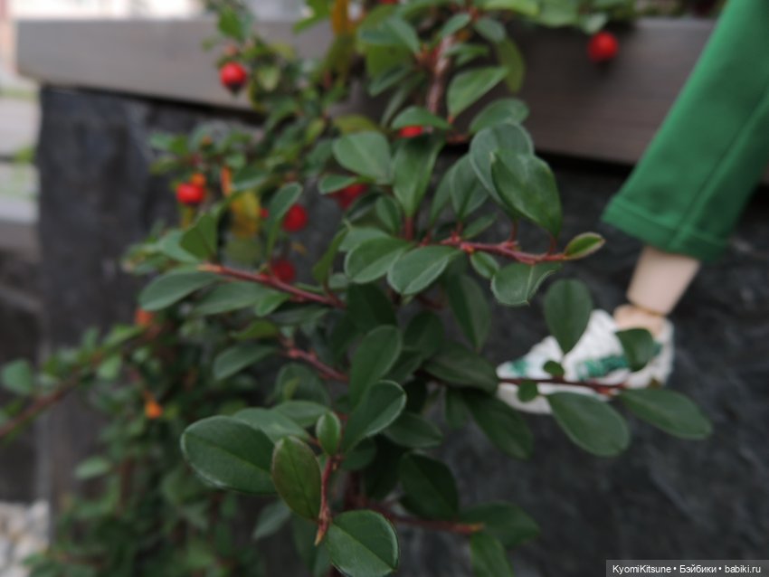 Гуччи бэнк, гуччи — Кукольные фотоистории и сериалы: комиксы (фото 9)