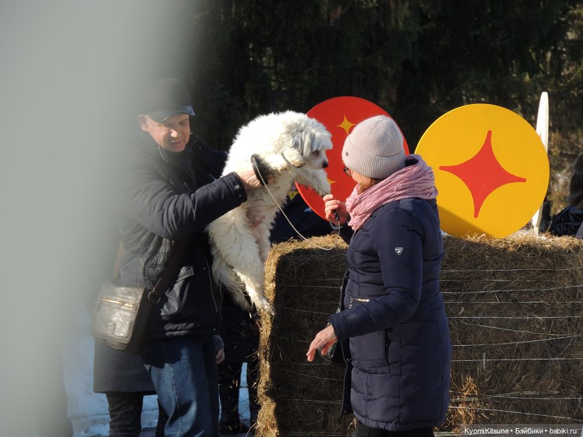 Архивы "хроник". Не всë коту maslenitsa или солнышко и веснушки