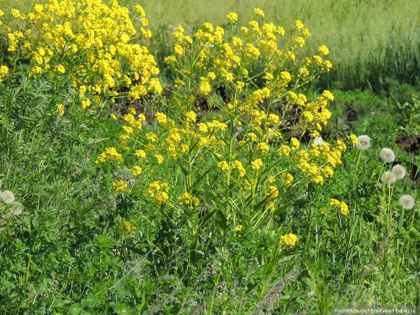 ADVNTURE едут искать adventures на свои эти самые