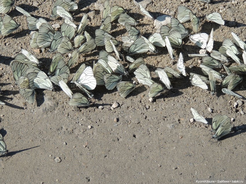 ADVNTURE едут искать adventures на свои эти самые