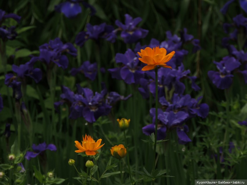 ADVNTURE едут искать adventures на свои эти самые