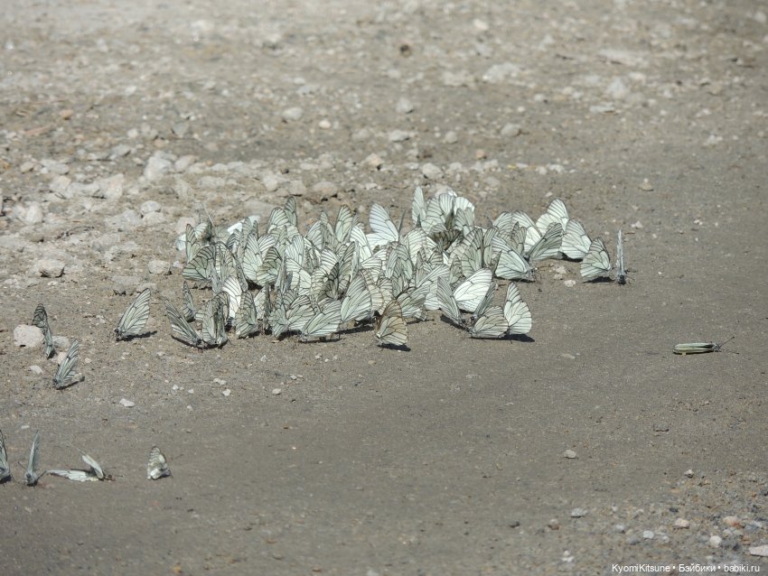 ADVNTURE едут искать adventures на свои эти самые