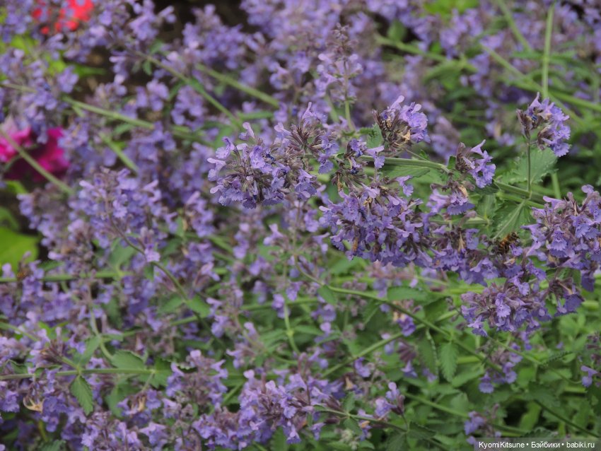 ADVNTURE едут искать adventures на свои эти самые