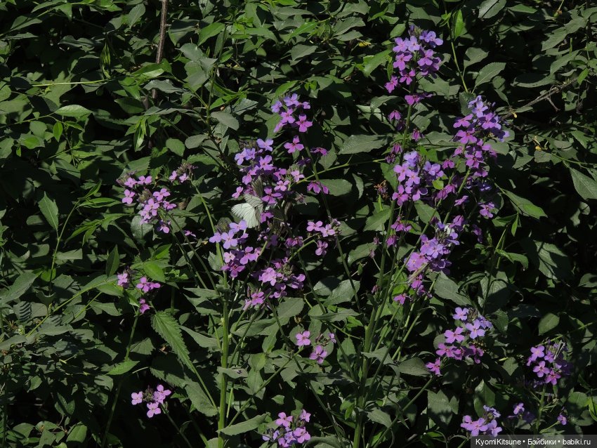 ADVNTURE едут искать adventures на свои эти самые