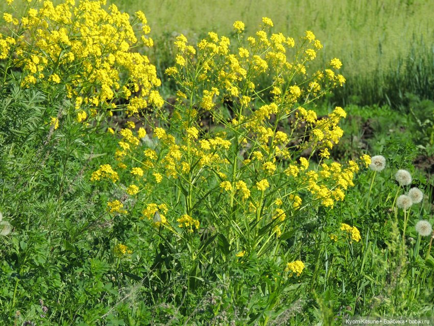 ADVNTURE едут искать adventures на свои эти самые