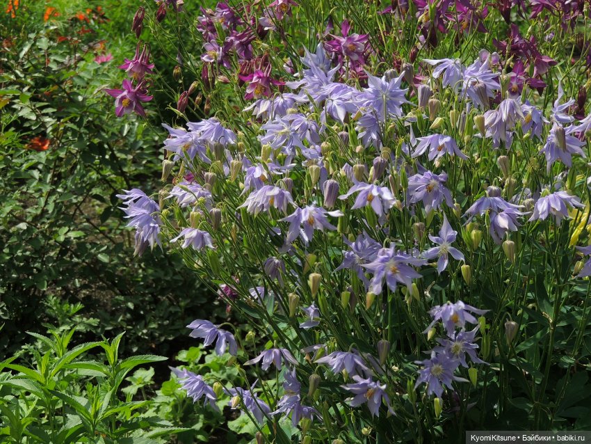 ADVNTURE едут искать adventures на свои эти самые