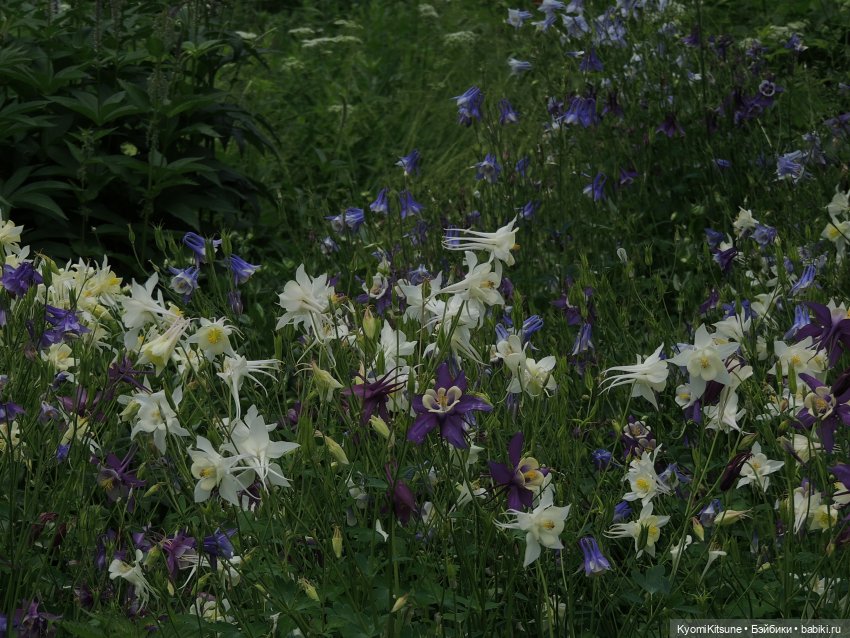 ADVNTURE едут искать adventures на свои эти самые