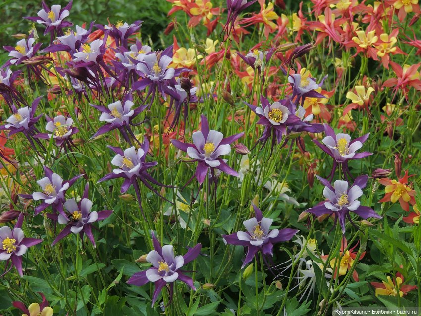 ADVNTURE едут искать adventures на свои эти самые