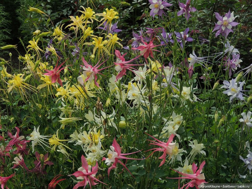 ADVNTURE едут искать adventures на свои эти самые